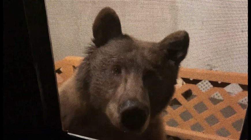 Есть что пожевать? Любопытный медведь наведался в гости к американцу – видео