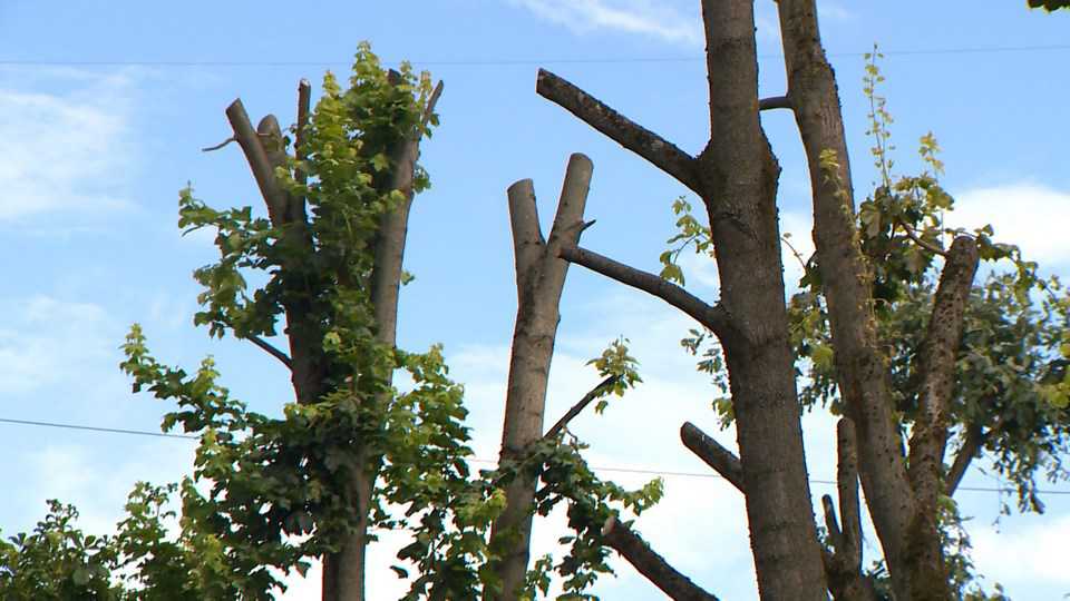 Прокуратура предъявила претензии к кронированию деревьев в Могилеве 