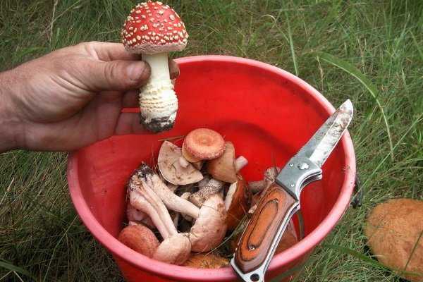 Не уверен – не бери! 6 способов определить ядовитый гриб