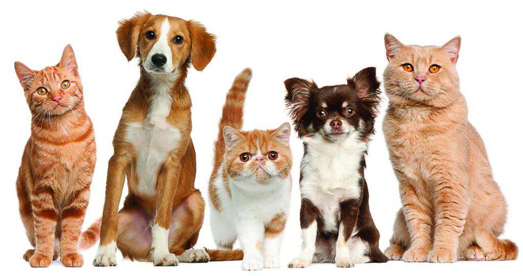Памятка о правилах содержания домашних животных – собак, кошек