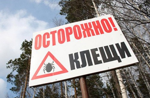 Будьте бдительны — клещи не дремлют!