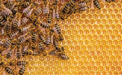 Бесплатно проверить мед на содержания цезия предлагает Могилевский лесхоз