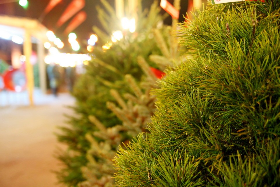 Елочные базары начнут работать в Могилеве с 21 декабря   