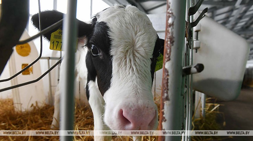 КГК Могилевской области проводит мониторинг ферм по зимнему содержанию скота