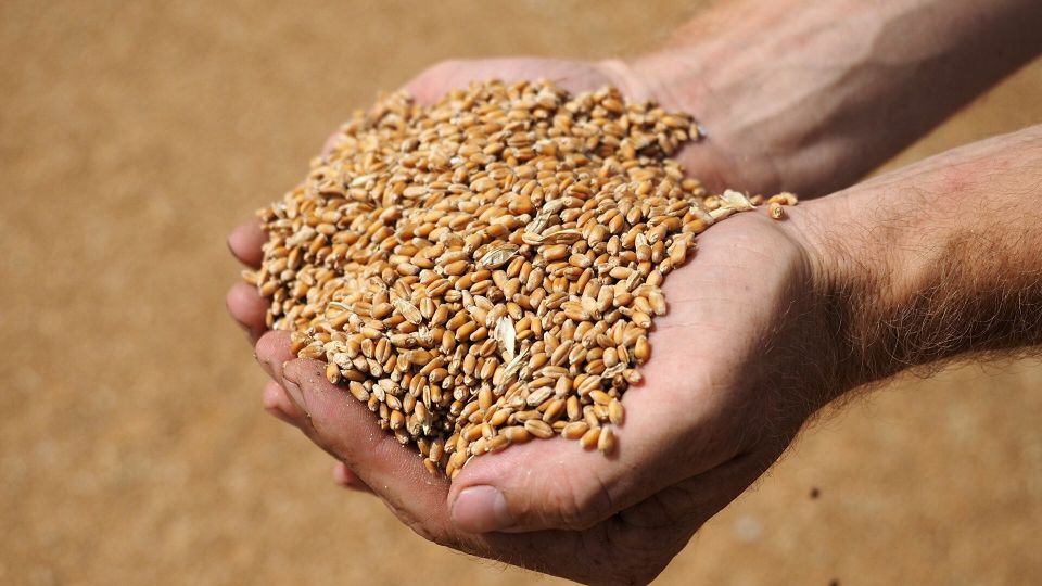 Совмин продлил запрет на вывоз некоторых видов зерновых