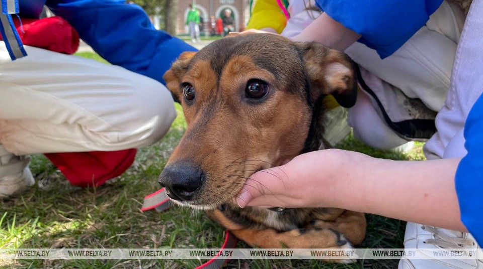 Благотворительный концерт в помощь бездомным животным организуют в Могилеве   
