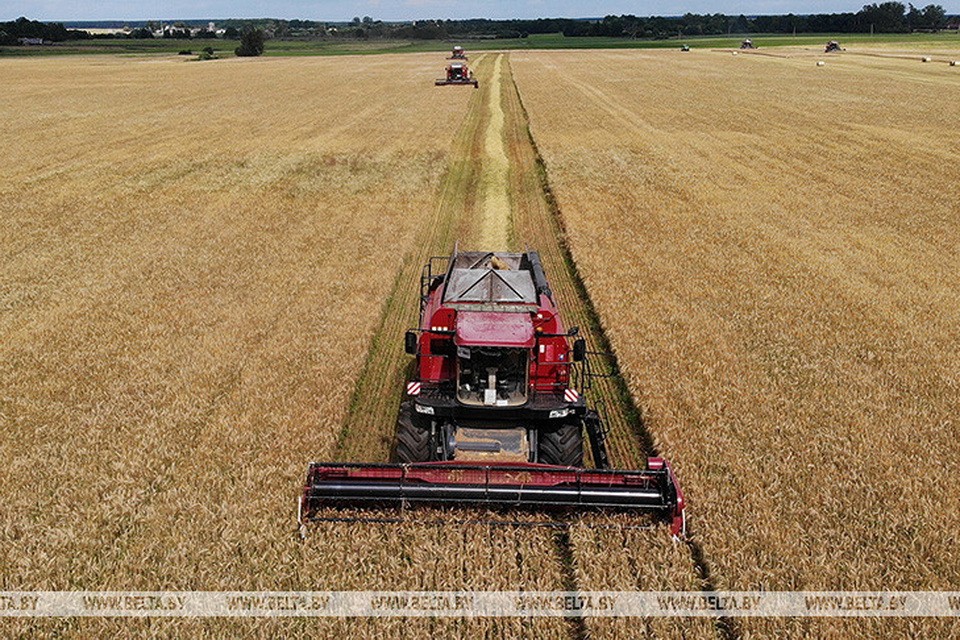 В Беларуси намолотили более 1,6 млн т зерна