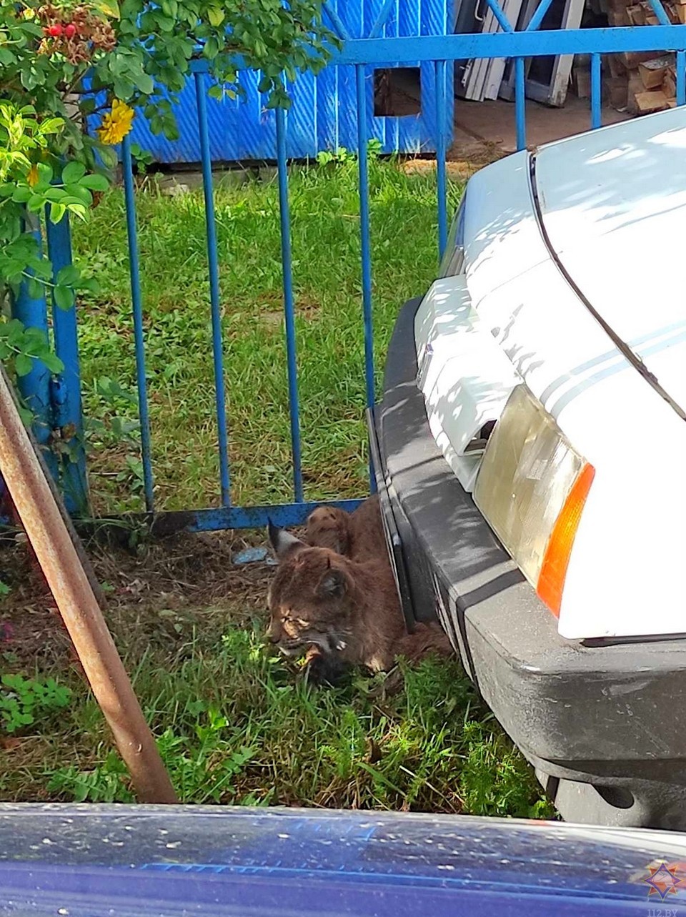 В Могилевском районе рысь напала на людей   