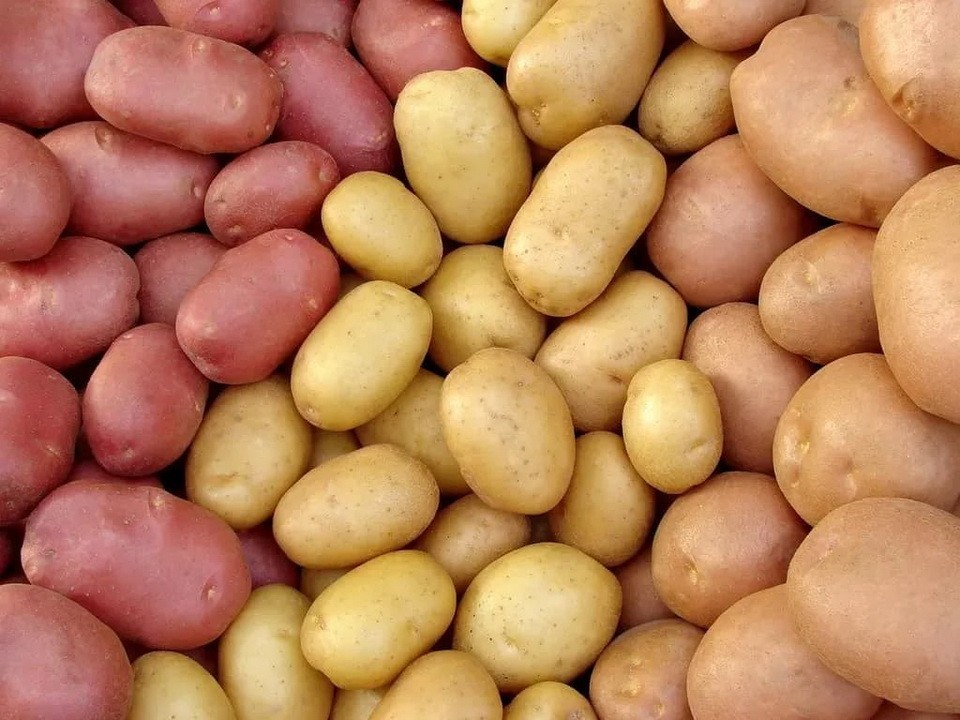 Грузоперевозчик умыкнул у могилевской фирмы 22 тонны картофеля   