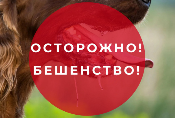 Бешенство: это должен знать каждый!