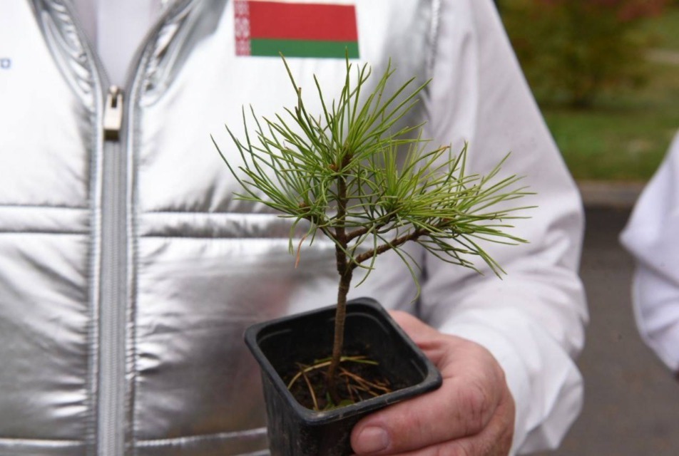 Ко Дню народного единства энергетики высадили молодой кедр