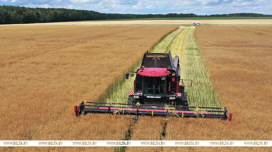 «Сработали лучше, чем прежде». Лукашенко озвучил важные выводы тяжелого сельскохозяйственного года