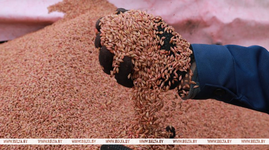 Сколько семян заготовлено в Беларуси под яровой сев, рассказали в Минсельхозпроде