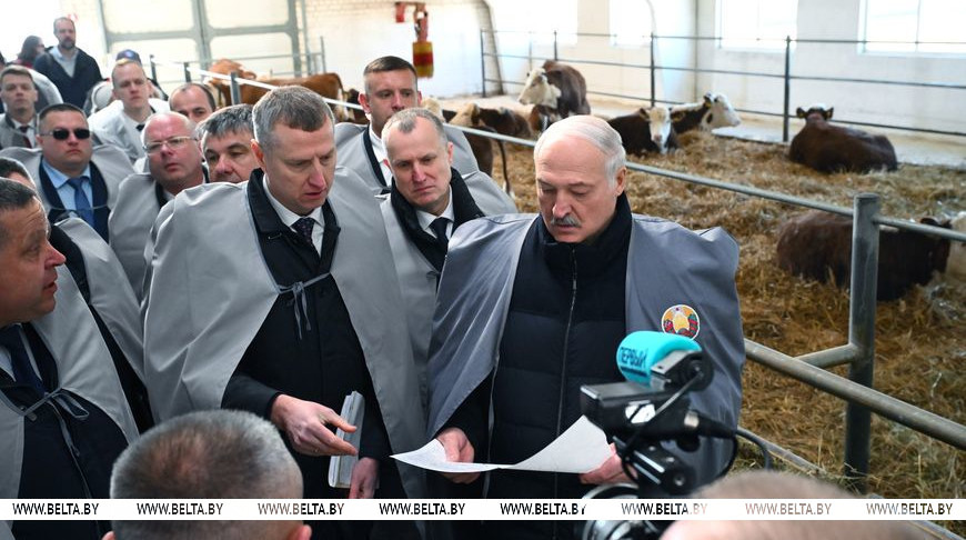 Белорусские животноводы нащупали «золотую жилу». Лукашенко изучил точки роста и поручил ускориться