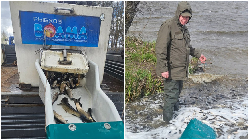 Около 9 тонн рыбы выпустили в Чигиринское водохранилище