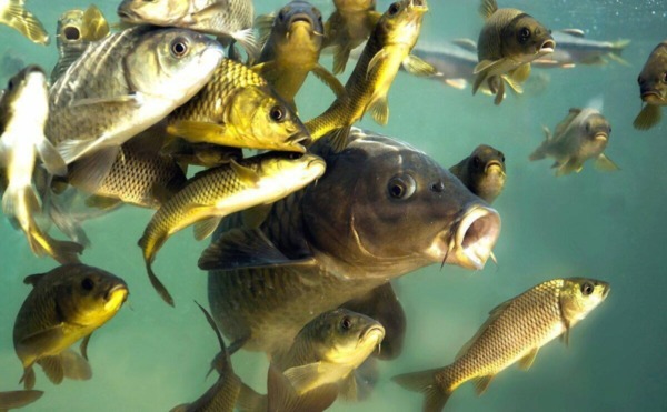 В Беларуси вводят запрет на вылов судака