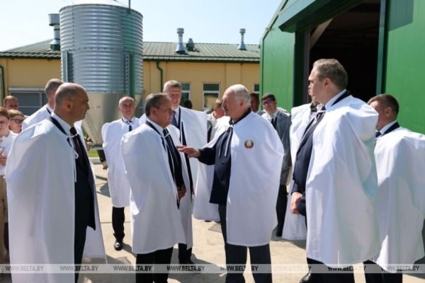В графике Президента — тема животноводства. Лукашенко посетил хозяйство, где разводят красную породу коров