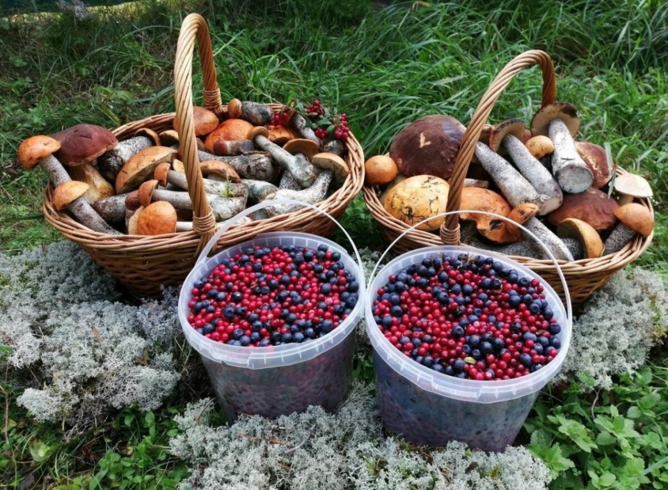 Продаем лесные дары – что с налогами?