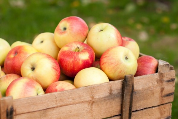 Хранение яблок в бумаге. Сохраняем урожай до весны